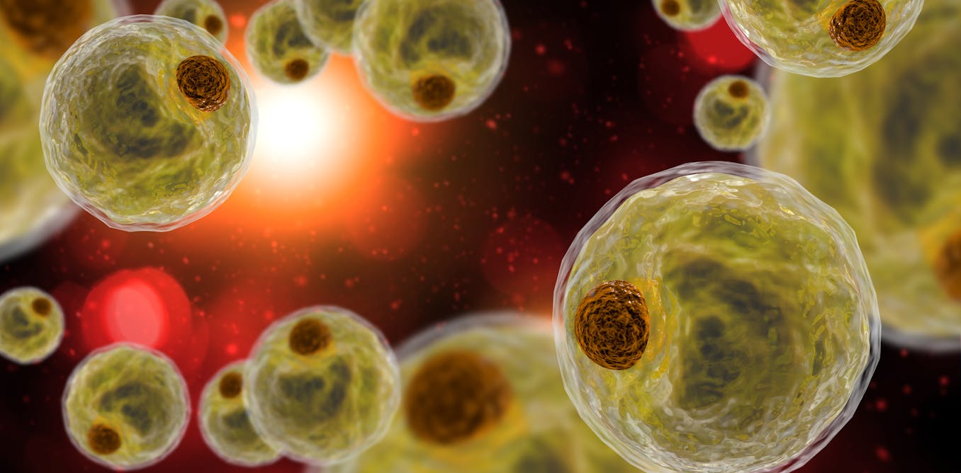 Privar de nutrientes al cáncer mediante grasa: una nueva terapia celular basada en adipocitos