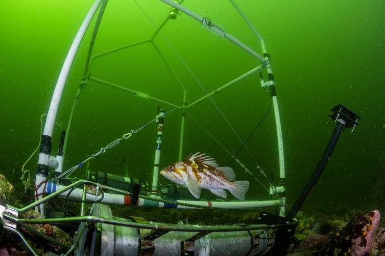 Peces bajo el agua dentro de una estructura metálica.