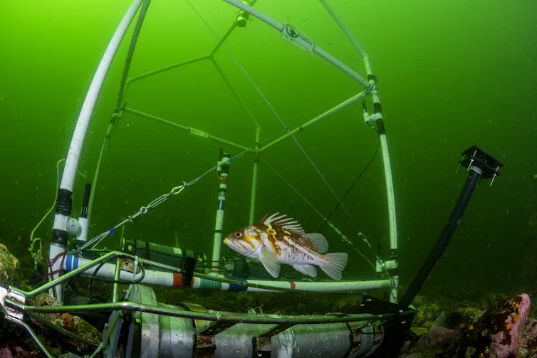 Un poisson sous l’eau à l’intérieur d’une structure métallique