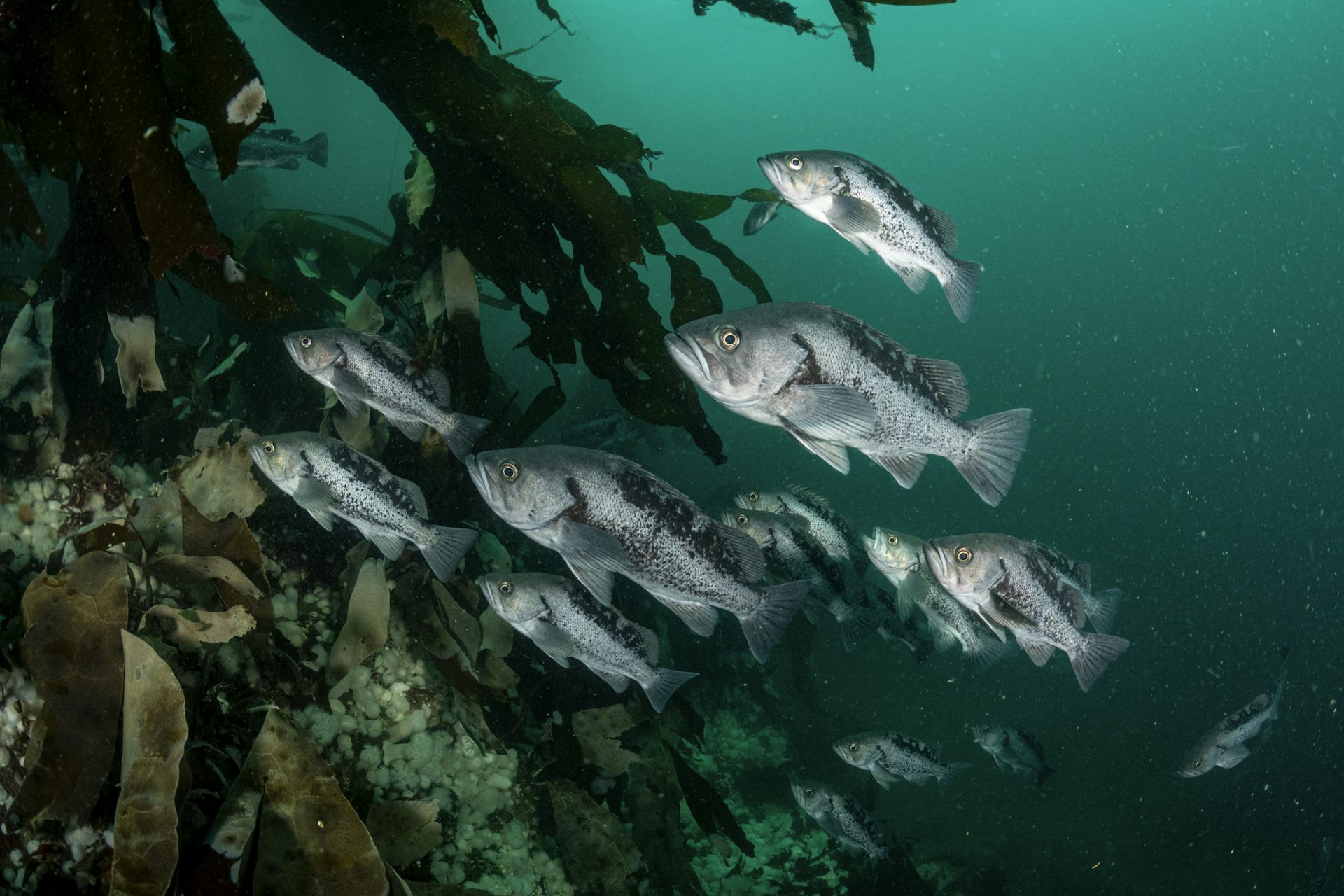un grupo de peces plateados en el agua