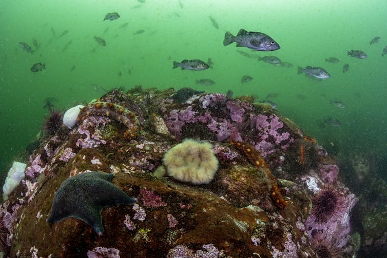 Los científicos han identificado sonidos únicos para 8 especies de peces. 1 un banco de peces nadando