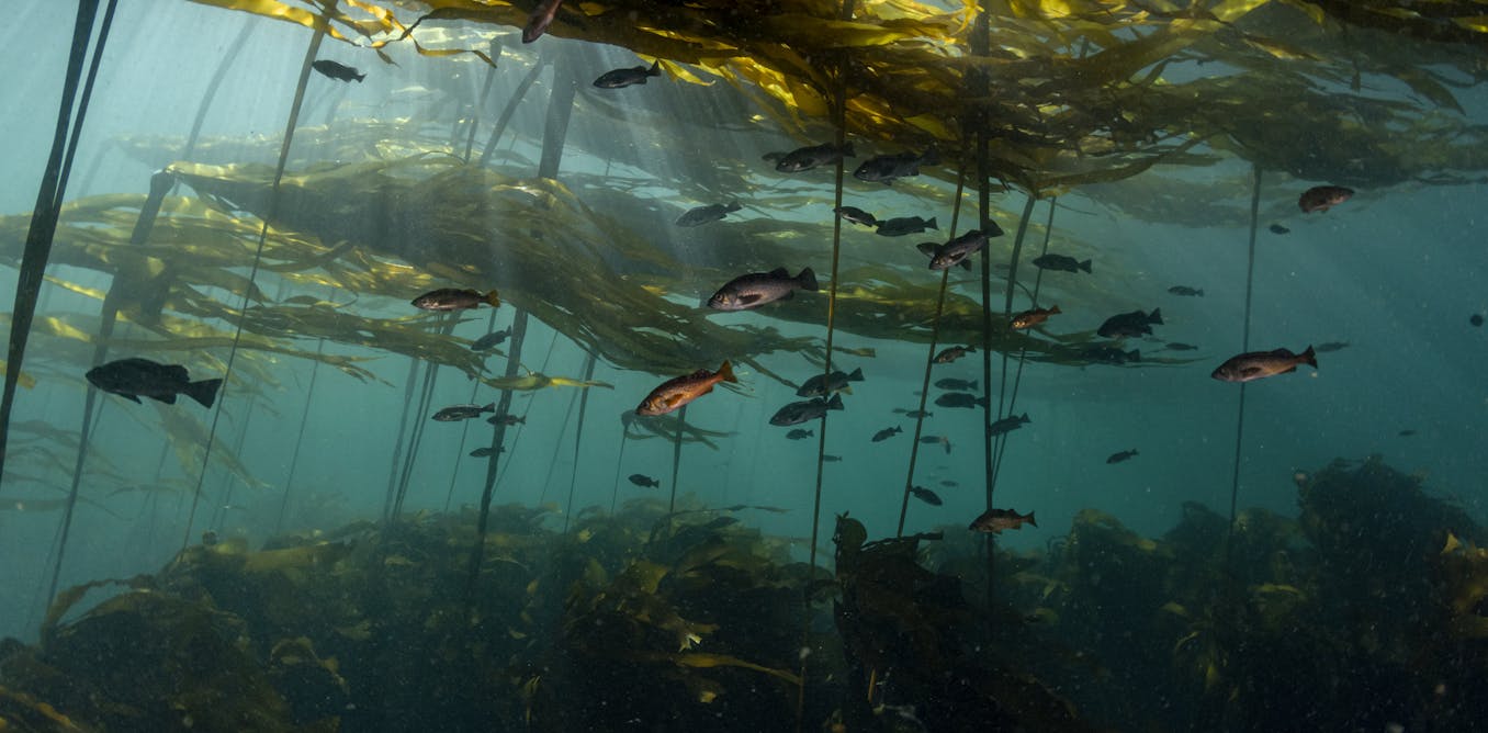 Researchers Identify Fish Species Using Sounds