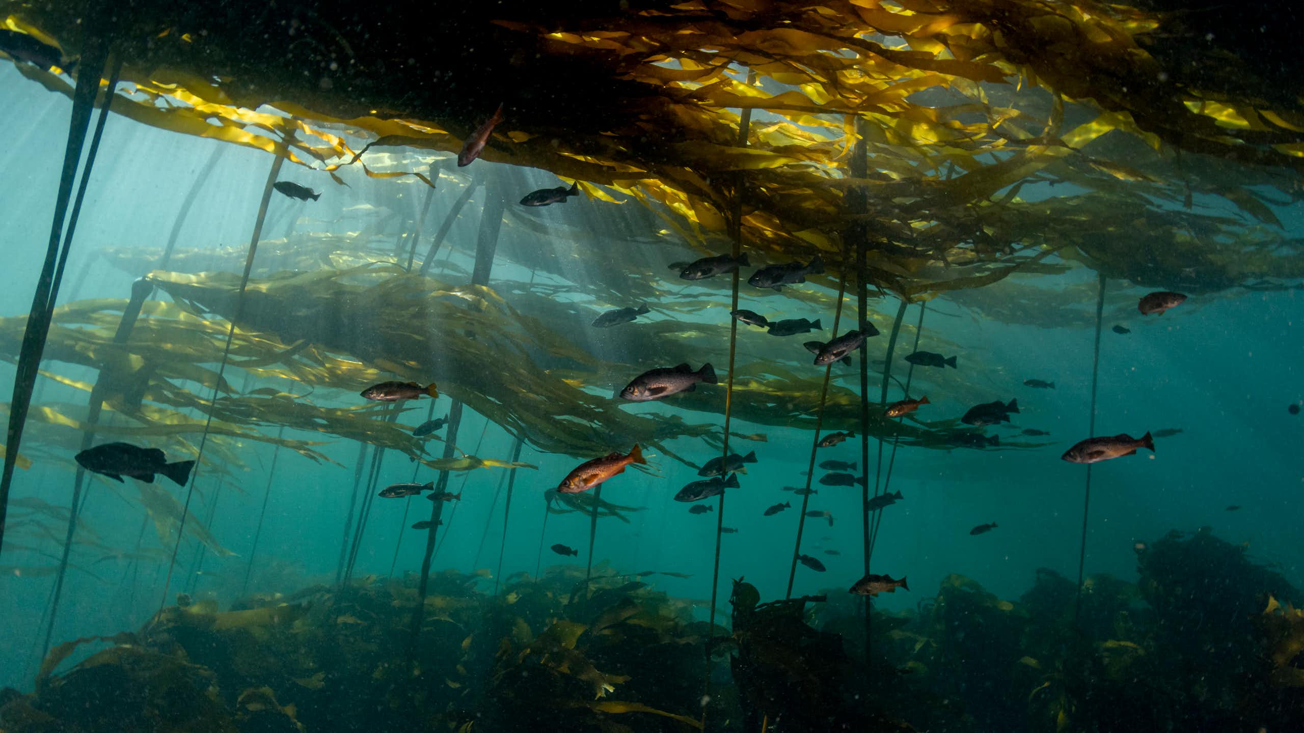 Fish swim under kelp in the ocean