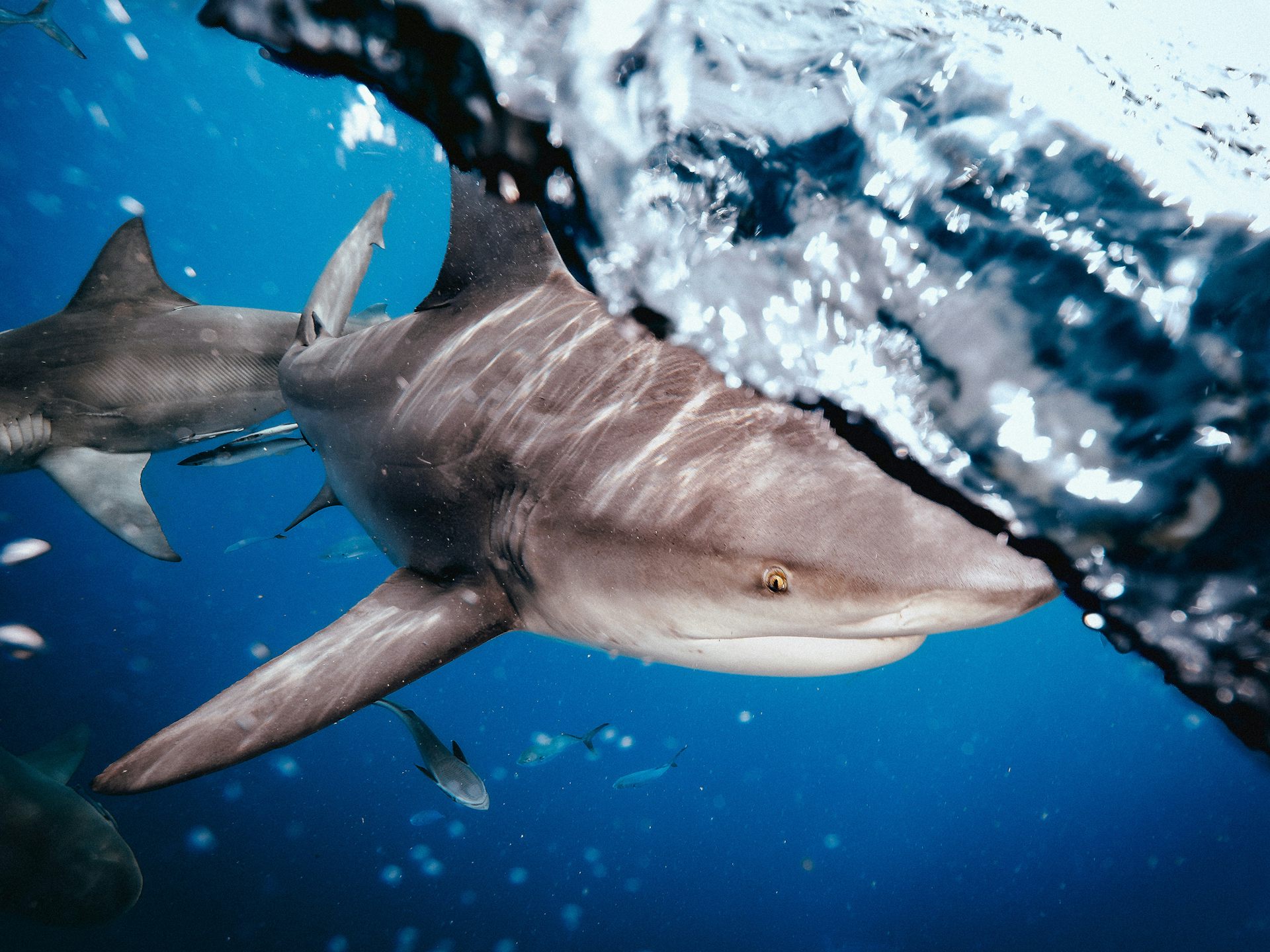 4 shark bites in 48 hours: how what we do on land may shape shark behaviour