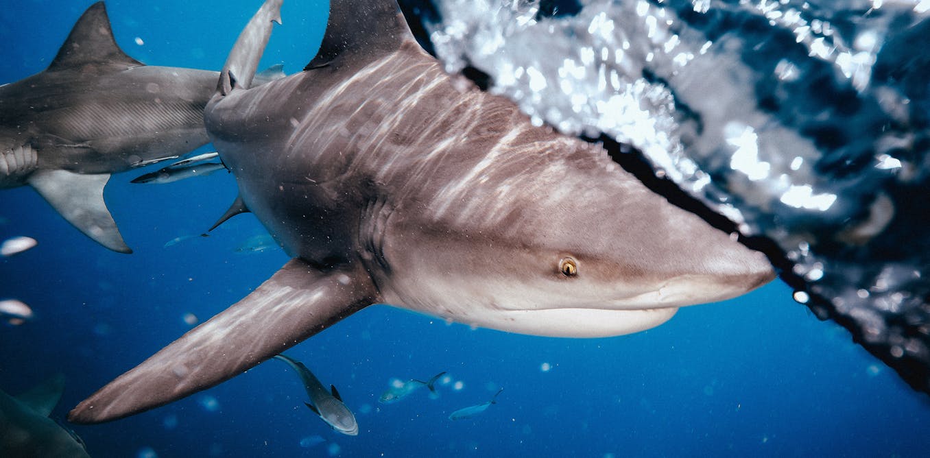 how what we do on land may shape shark behaviour how what we do on land may shape shark behaviour