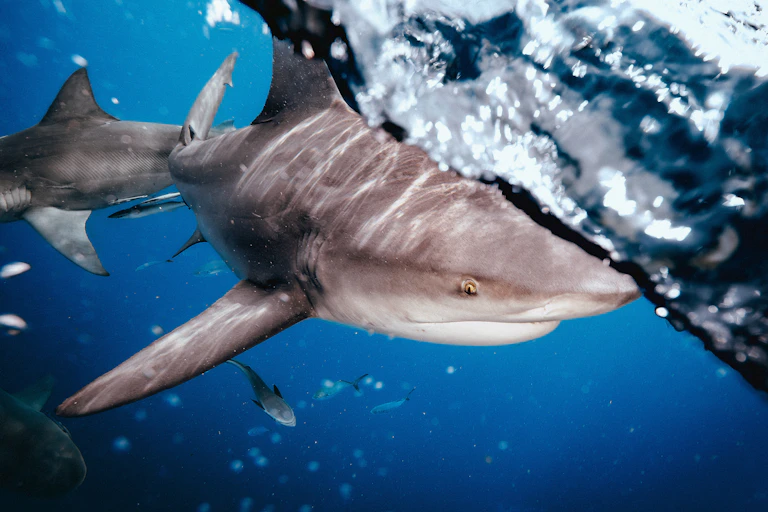 A large grey shark swimming at the surface of the water.