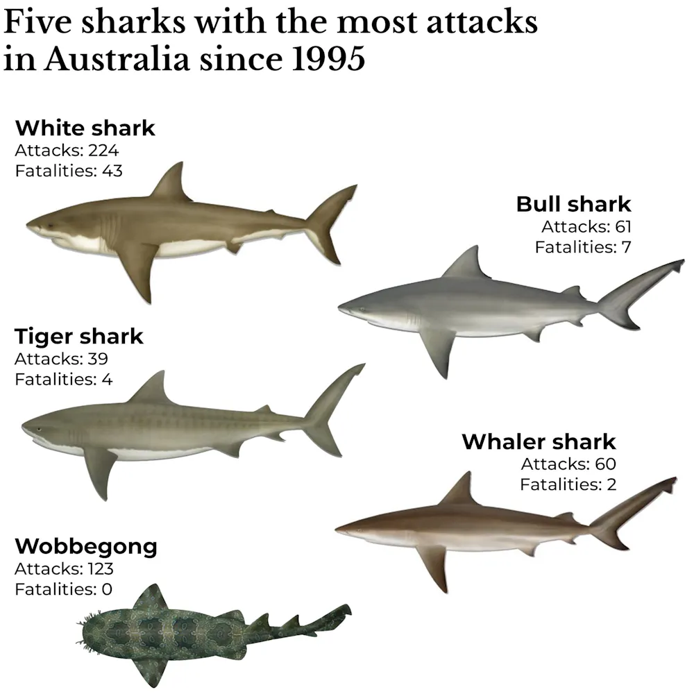 4 Shark Bites In 48 Hours How What We Do On Land May 4-shark-bites-in-48-hours-how-what-we-do-on-land-may