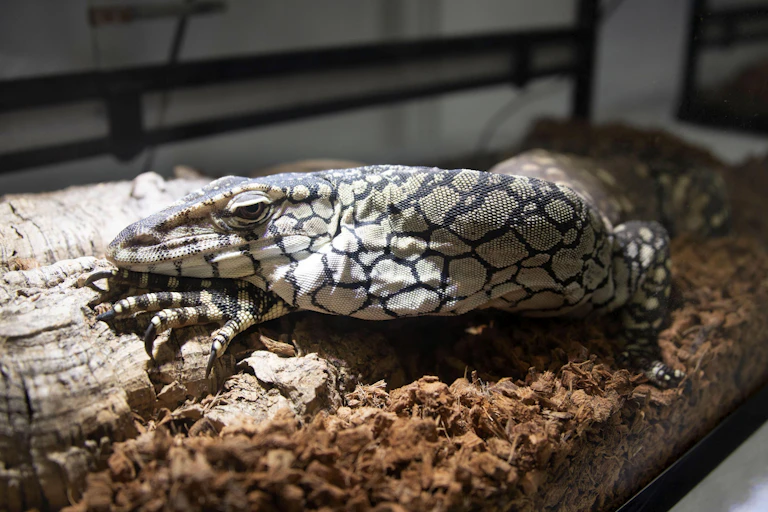 A large lizard with black and yellow markings in a glass box.