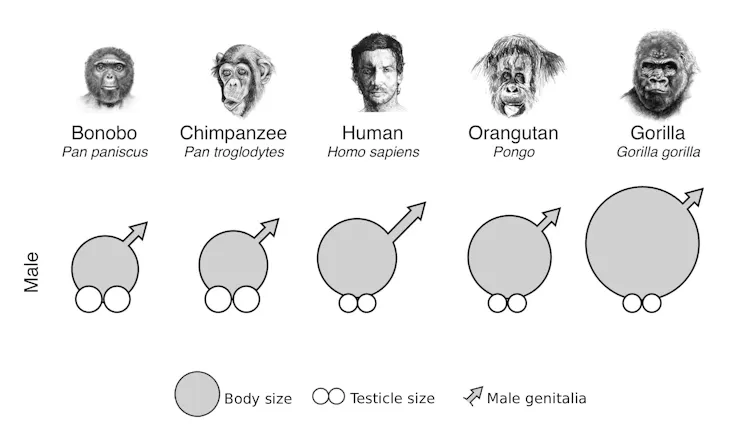 A chart showing humans have the largest penises compared to body size while other apes have larger testicles or both are small.