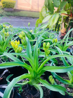 A plant