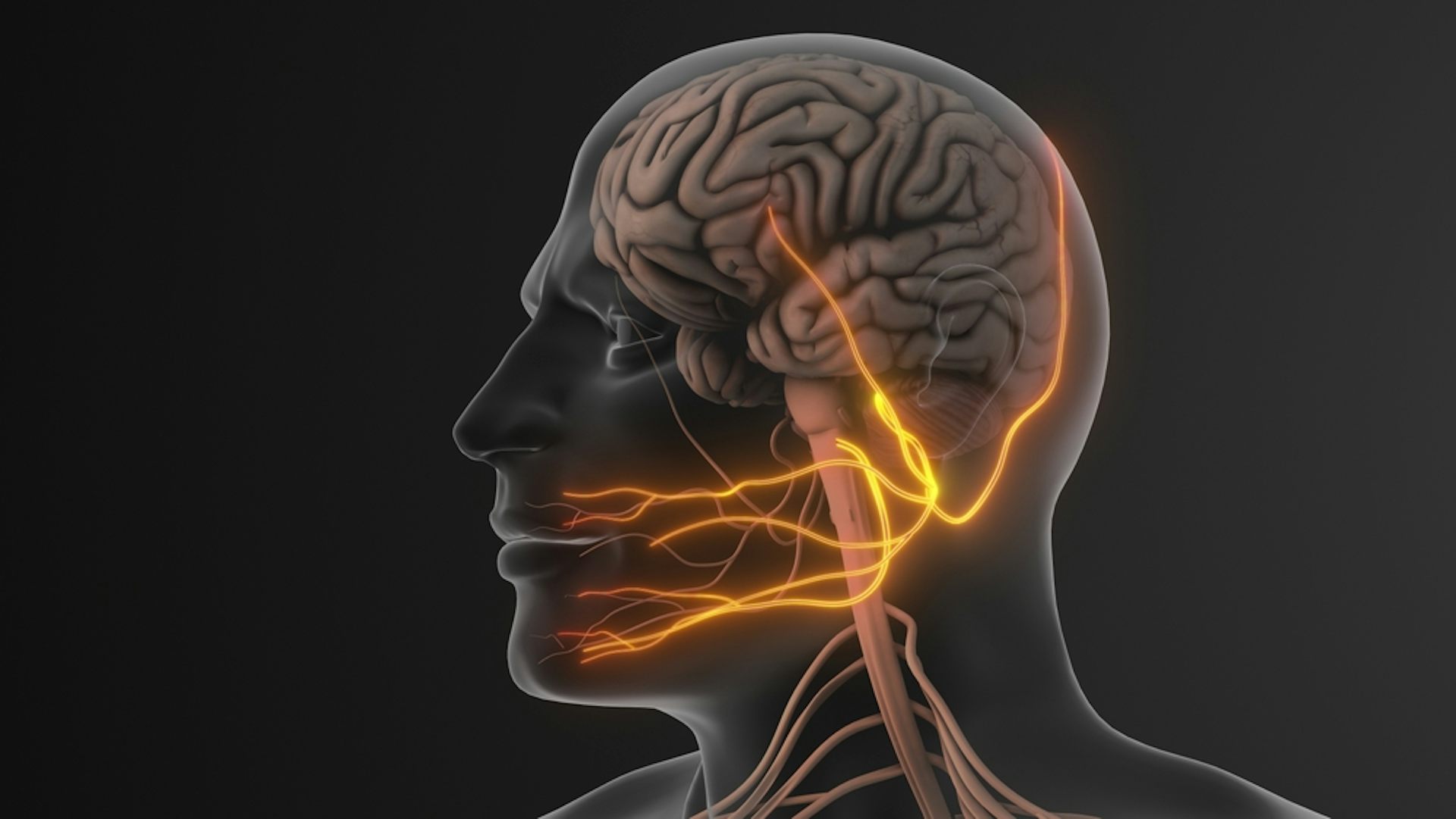 A graphic showing the trigeminal nerve.