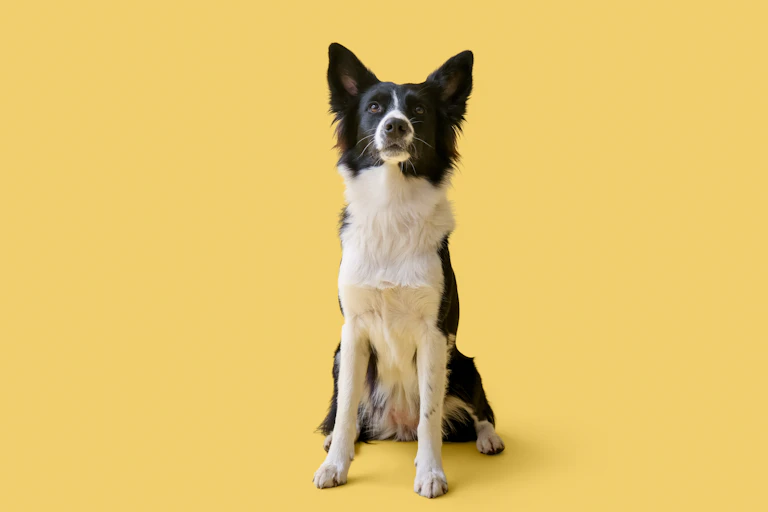 Border collie dog against yellow background.