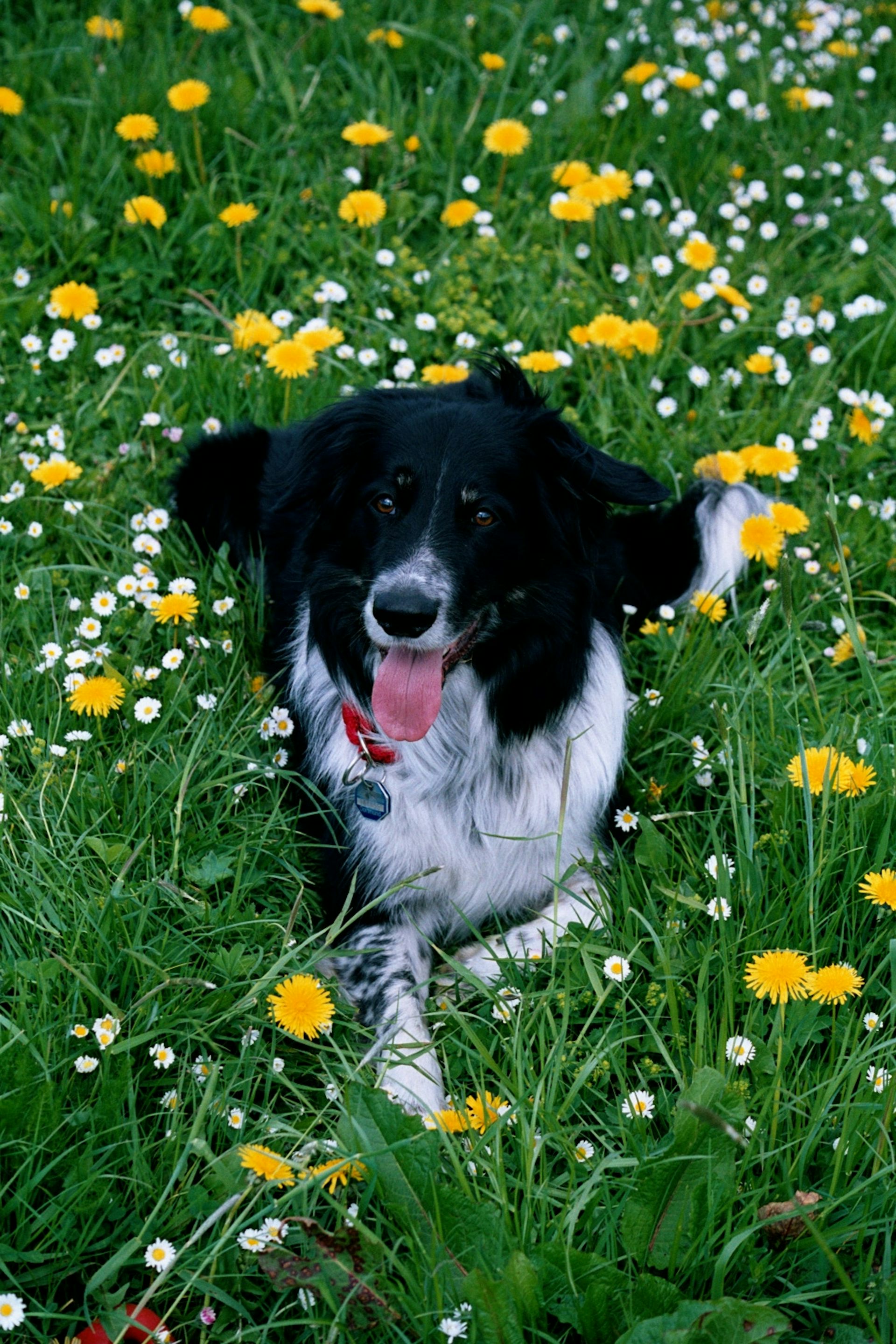 Border collie in field of dandelions and daisies
