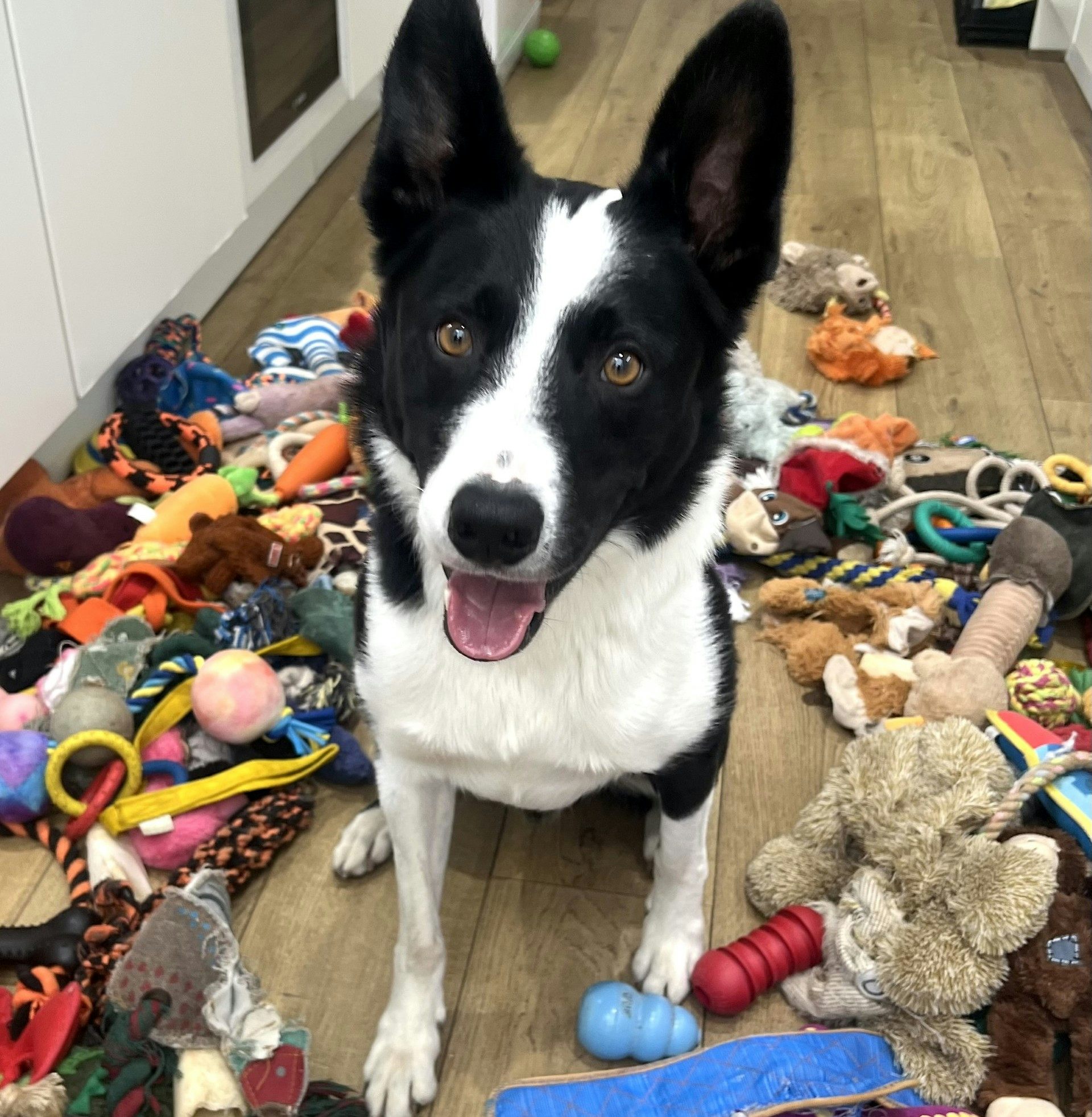Black and white collie surrounded by toys.