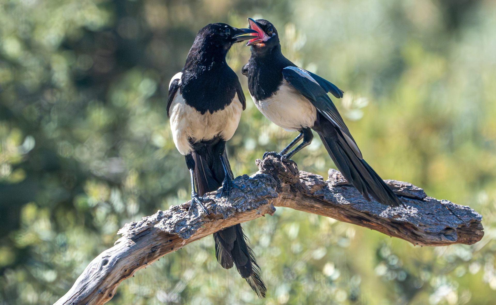 Una pareja de urracas.