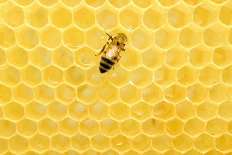 A bee sitting on a honeycomb