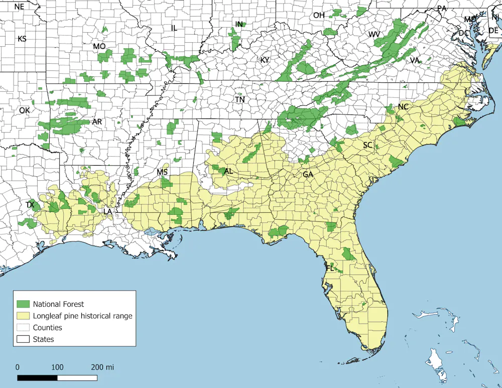How fire, people and history shaped the South’s iconic longleaf pine ...