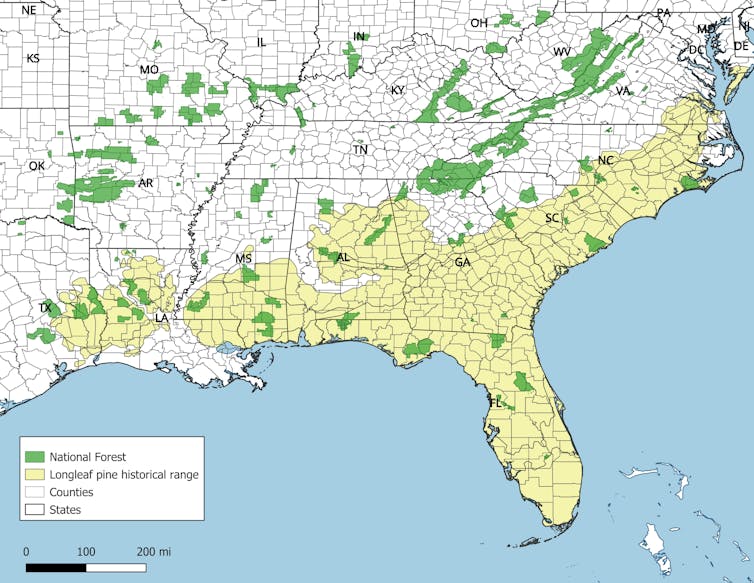 A map of the southeastern United States shows the historical longleaf pine forest range in yellow and National Forests in green.