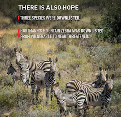 7 Zebras standing outside on a mountain