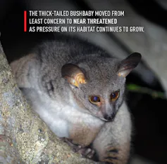 A furry grey animal that looks like a long bodied koala bear