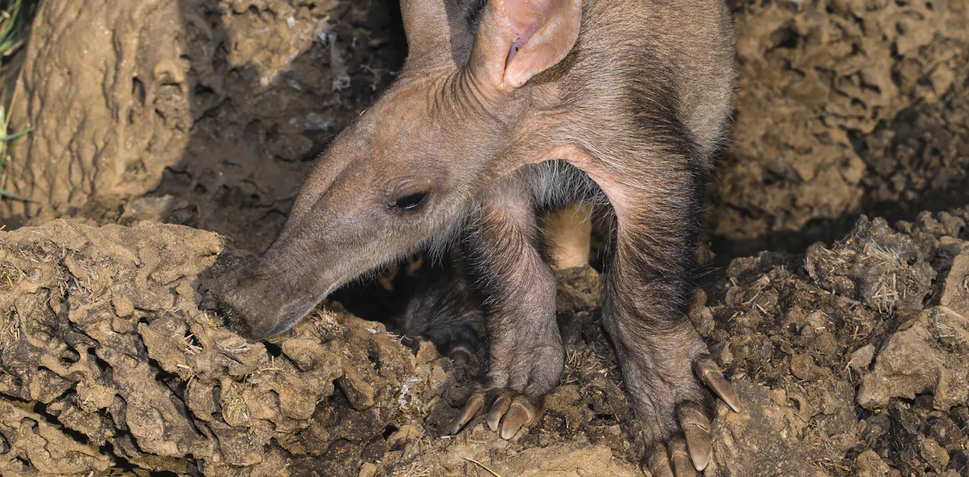 Southern African Mammals Face Increased Extinction Risk