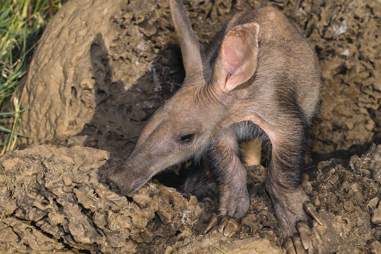A brown animal with a long snout and big ears in the middle of a termite mound