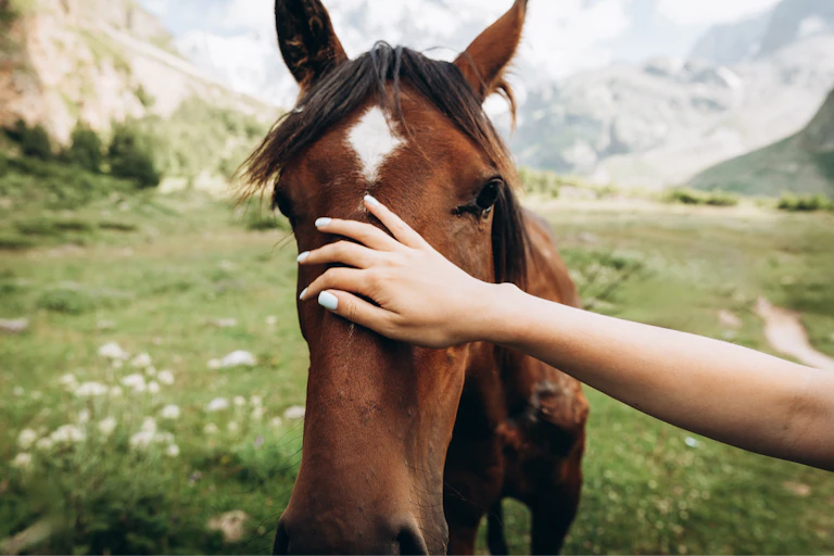 Close up of horse walking across mountainous landscape, human hand stroking its face