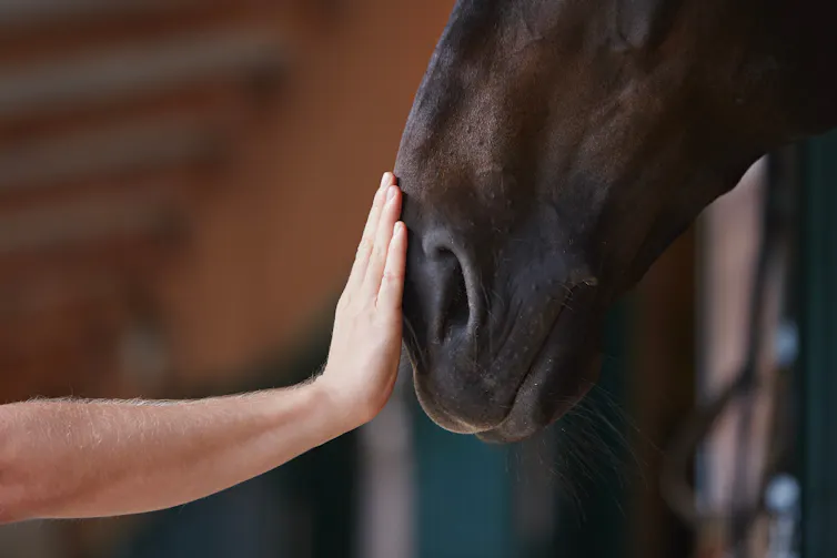 Close up of dark horse's lower face, human hand reaching out to pat it.