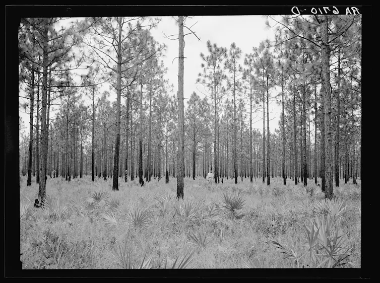 An open grassy area is punctuated by tall trees that are spaced well apart.