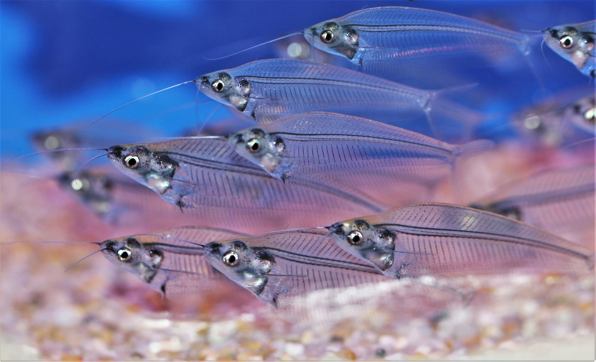 Several glass catfish in an aquarium.