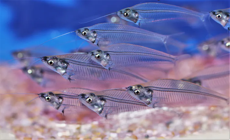 Several glass catfish in an aquarium.
