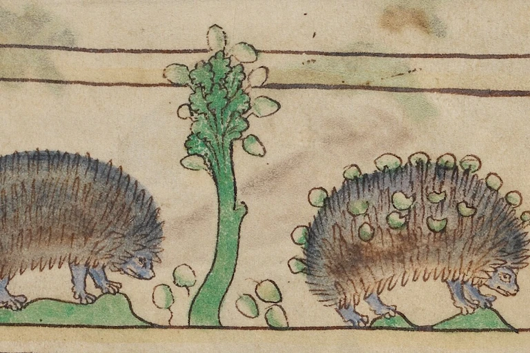 Détail d’une illustration réalisée vers 1250 par un artiste inconnu, représentant un hérisson en train de voler des fruits.