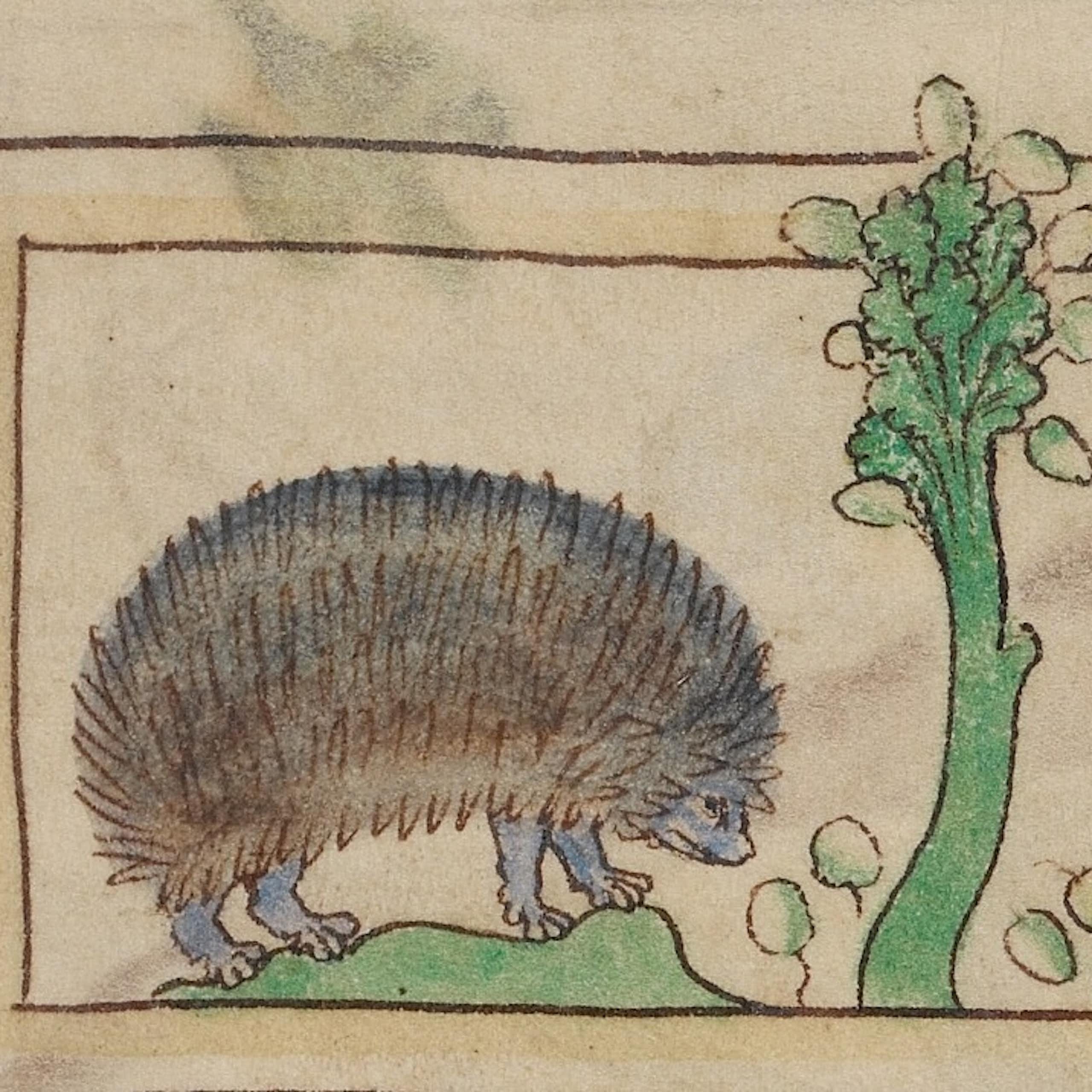 Détail d’une illustration réalisée vers 1250 par un artiste inconnu, représentant un hérisson en train de voler des fruits.