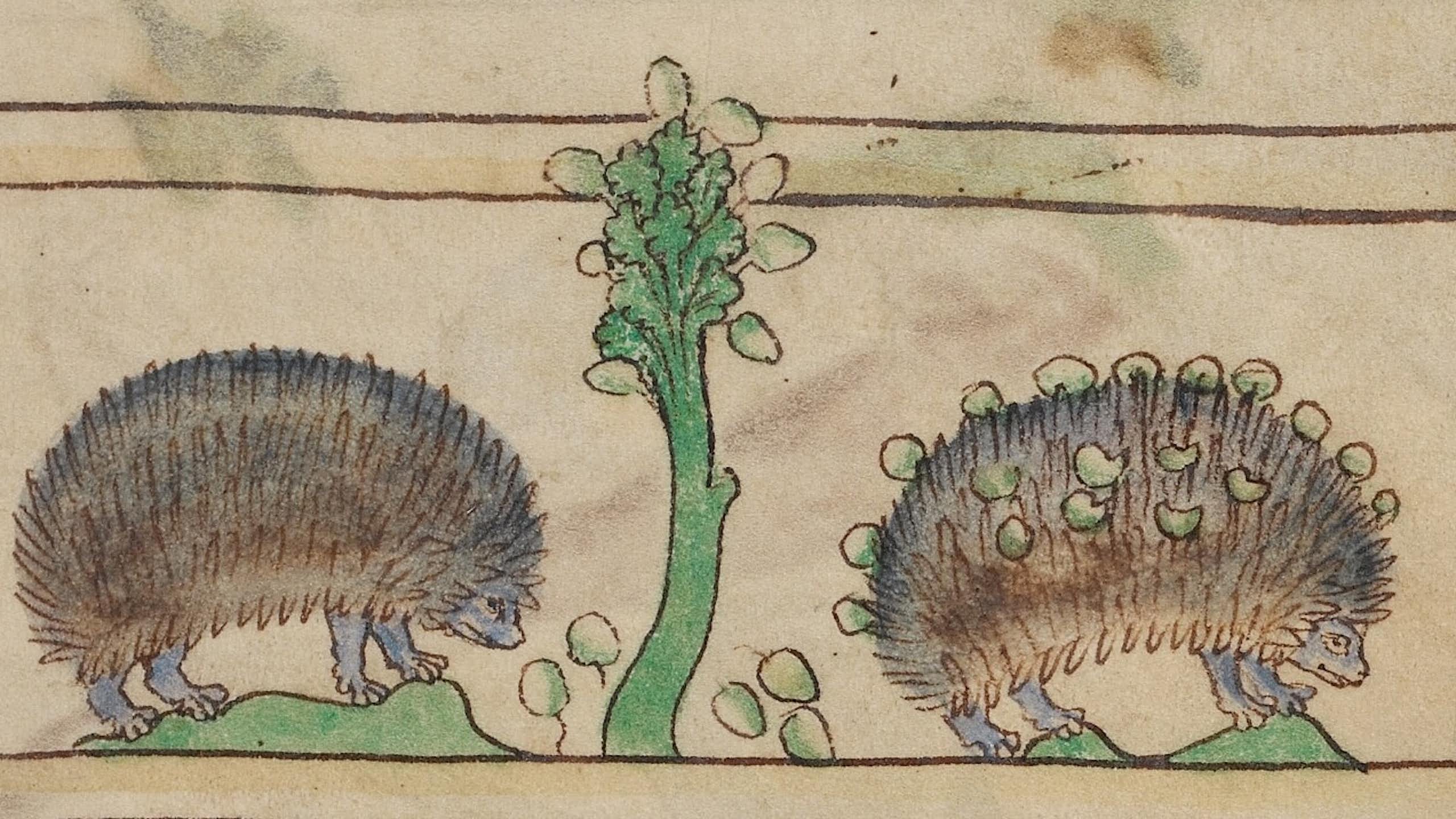 Détail d’une illustration réalisée vers 1250 par un artiste inconnu, représentant un hérisson en train de voler des fruits.