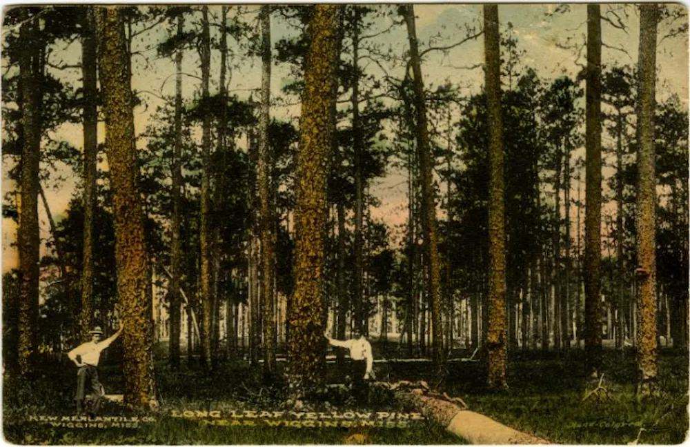 How fire, people and history shaped the South’s iconic longleaf pine ...