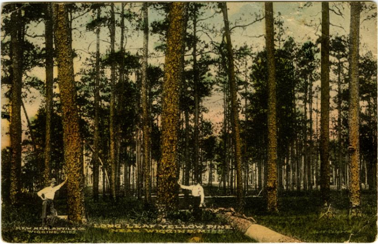 People stand in a spacious open grove of trees.