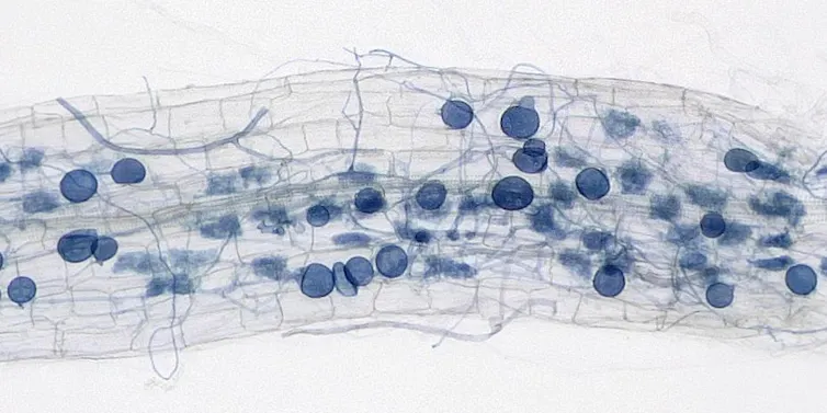 A magnified image shows dots and thin filaments weaving through the outer cells of a root.