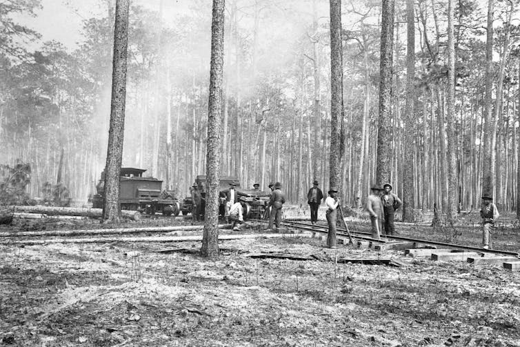 People, equipment and machines stand amid tall trees.
