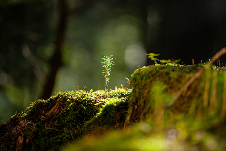 shoot growing in forest