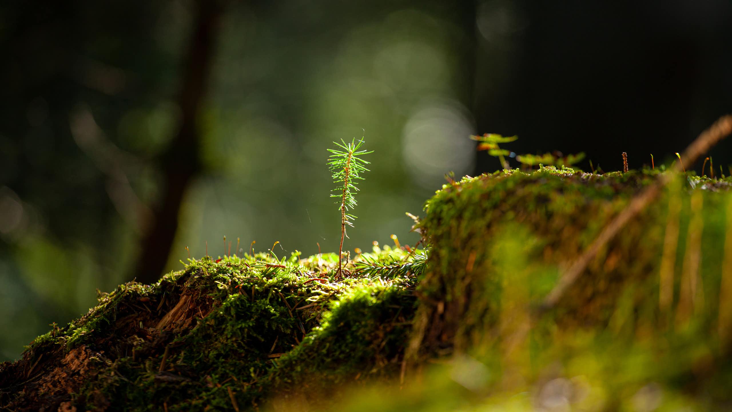 shoot growing in forest