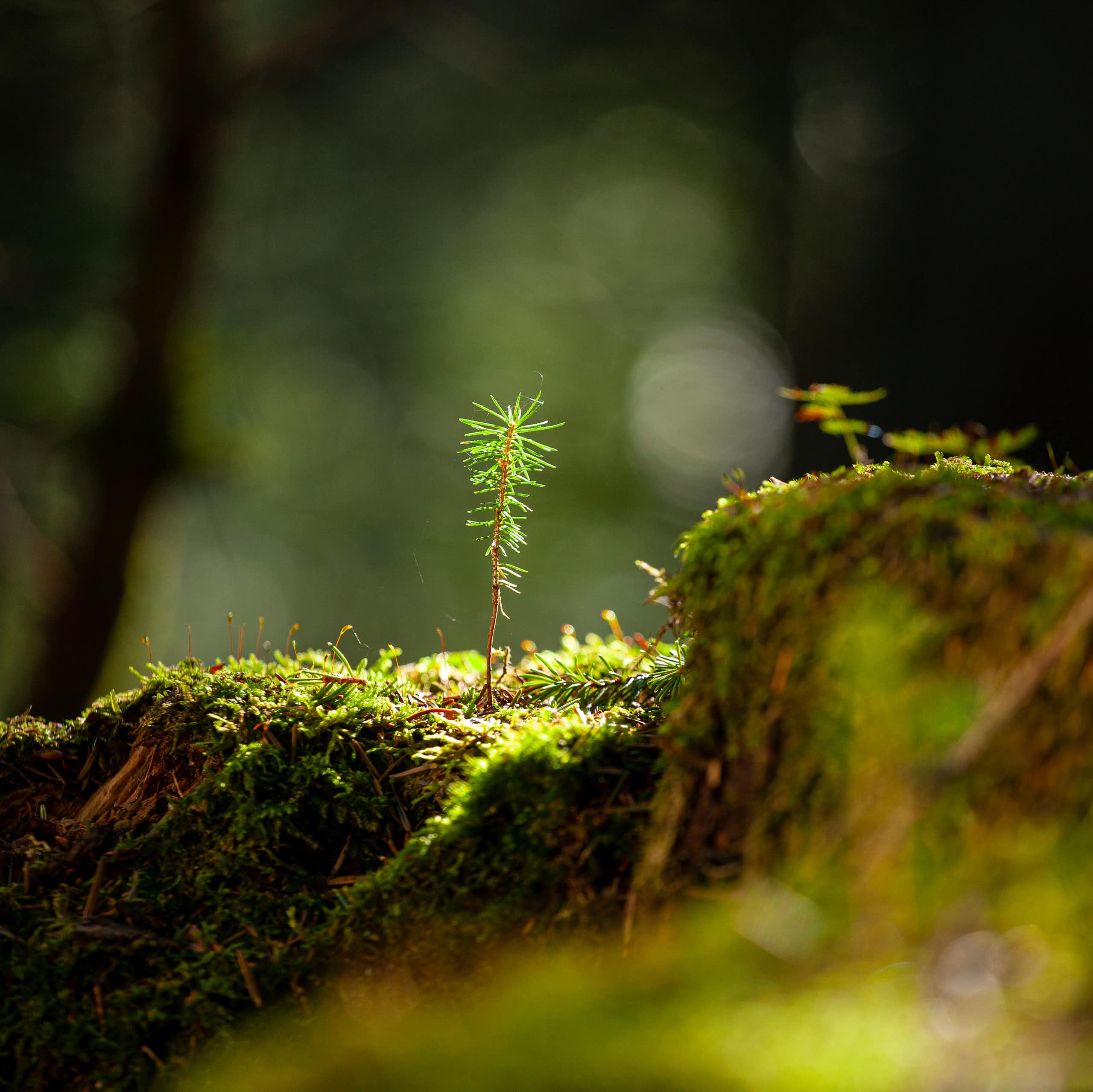 shoot growing in forest