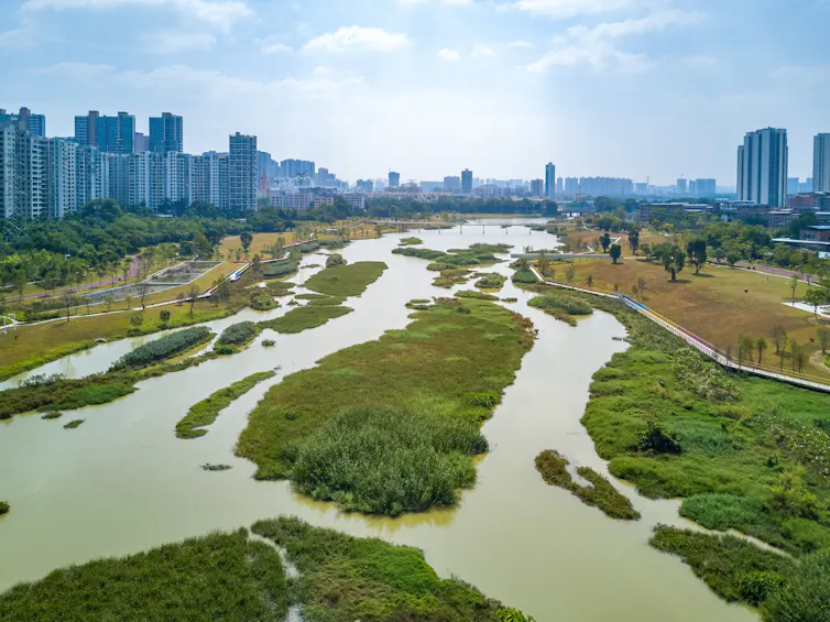 wetlands and river with city skyline in distance