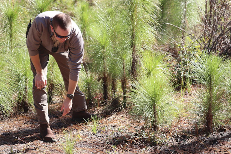 A person bends down to look at small plants, including little grasslike shoots coming out of the soil.