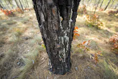 A tree trunk shows black burn marks on its bark.