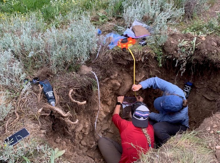 Los inviernos cálidos perturban el mundo oculto de los hongos: el resultado puede convertir las praderas de montaña en matorrales 2 Dos personas se arrodillan en la zanja y miden la sección transversal del suelo en un lado.