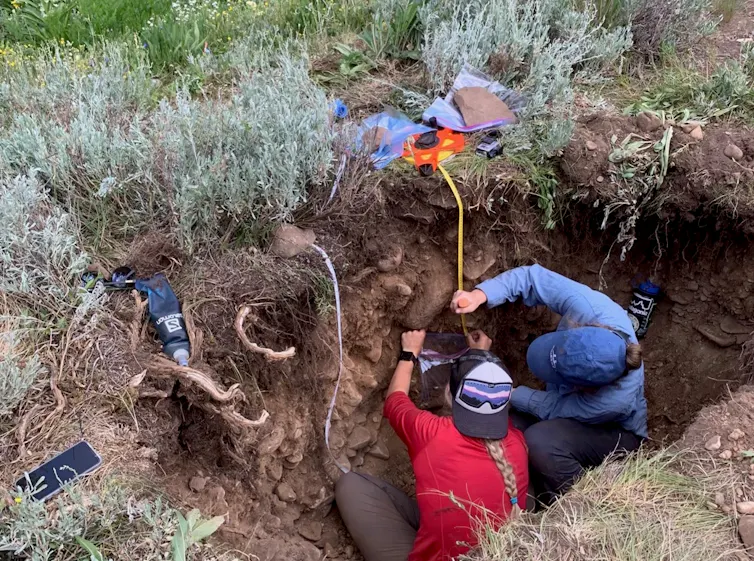 Research technicians measure soils in a long-term warming experiment. The dug-out area offers a cross-section of the plants, fungi and soil.