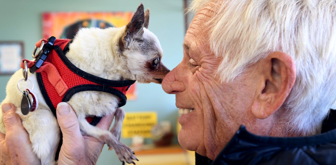 Dogs can need more than kibble, walks and love − consider the escalating expenses of their medical care before you adopt Dogs can need more than kibble, walks and love − consider the escalating expenses of their medical care before you adopt