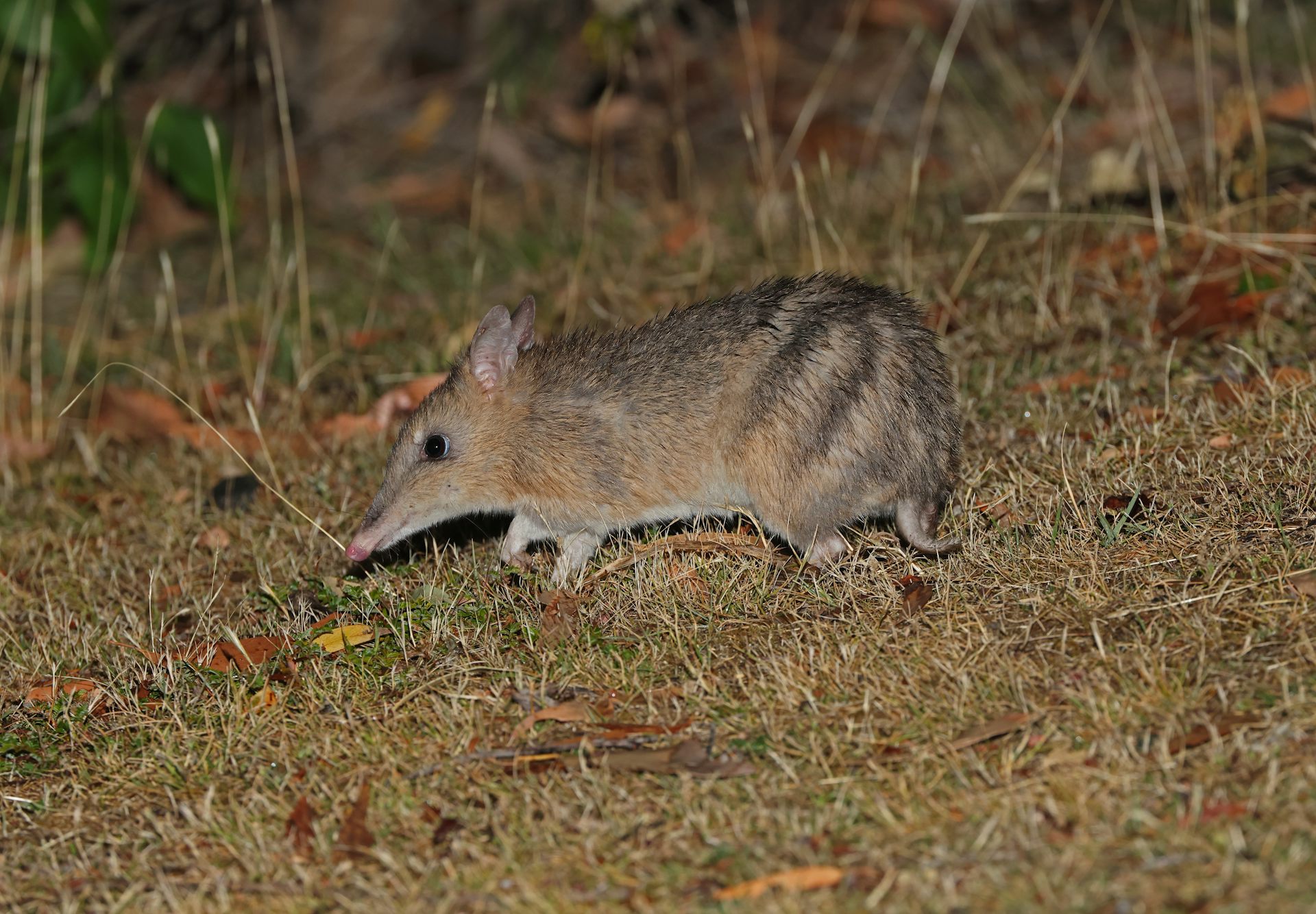 bandicoot on grass.