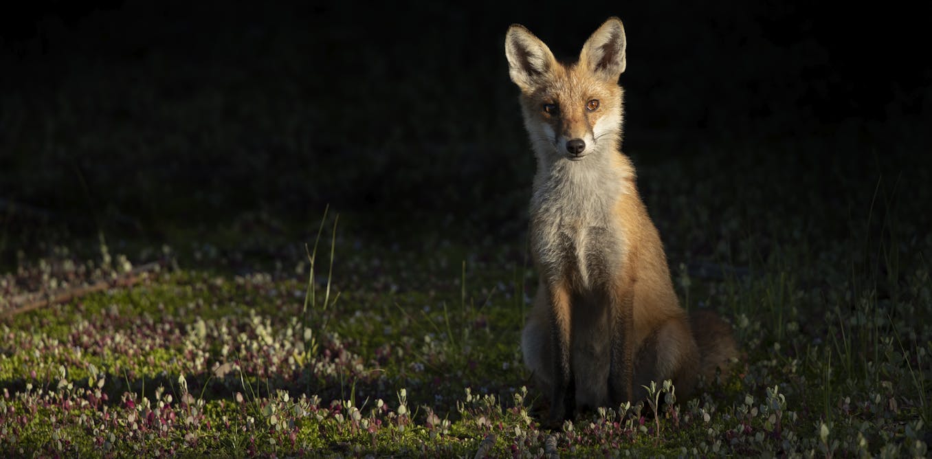 Yes, feral cats and foxes really have driven many Australian mammals to extinction Yes, feral cats and foxes really have driven many Australian mammals to extinction