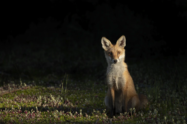 sitting fox in darkness, backlit.